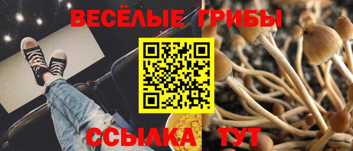 Псилоцибиновые грибы Psilocybe  Галлюциногенные грибы Psilocybe  Вход с VPN  Лениногорск 